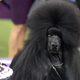 The bouffant of a dog who’s got it.
